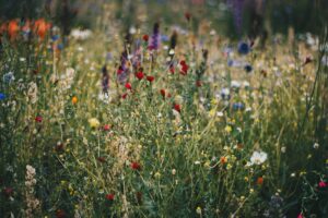 wildpluk cursus nieuwpoort